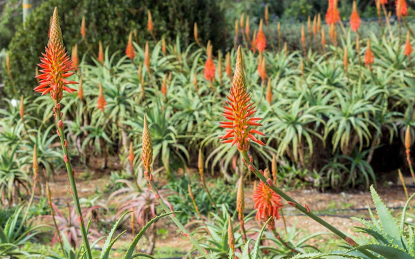 Aloe Arborescens e Aloe Vera : conosciamo le differenze