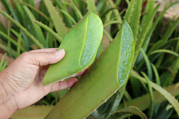 La storia dell'Aloe Vera: testimonianze dall'antichità