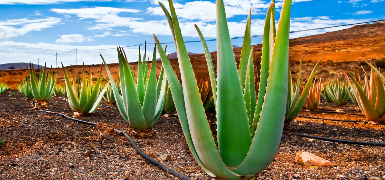 Come coltivare l'Aloe Vera in terreno: la guida definitiva