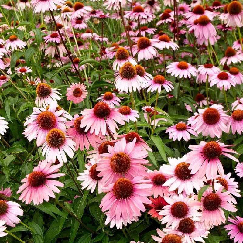 Tintura Madre di Echinacea senza Alcool: cos'è e quali sono i benefici?