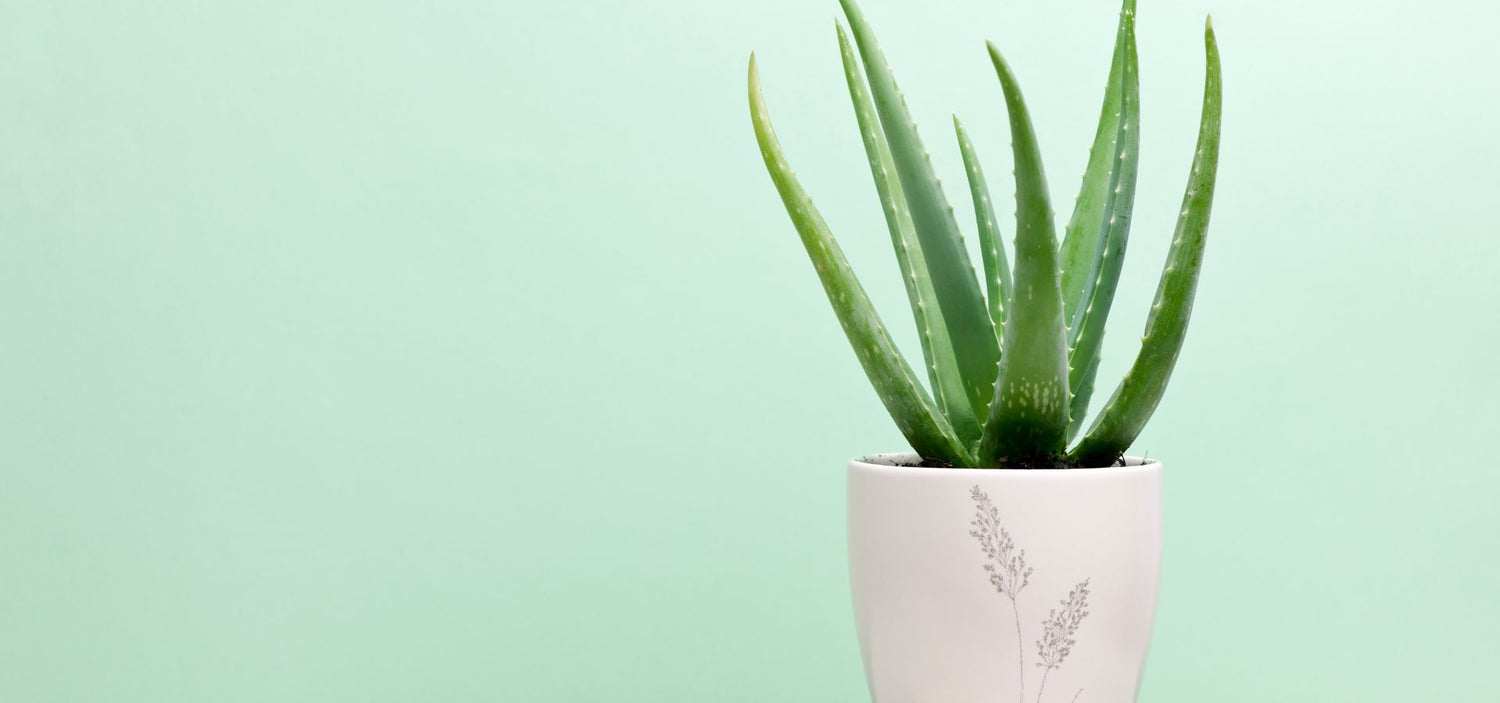 Aloe Vera Pianta: come prendersi cura