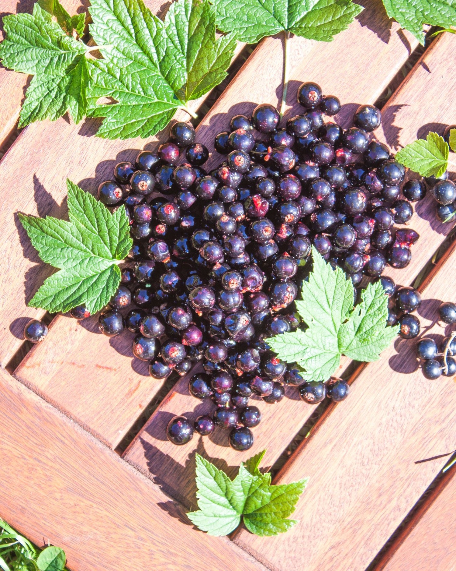 Tintura Madre di Ribes Nigrum senza Alcool: cos'è e quali sono i suoi benefici?