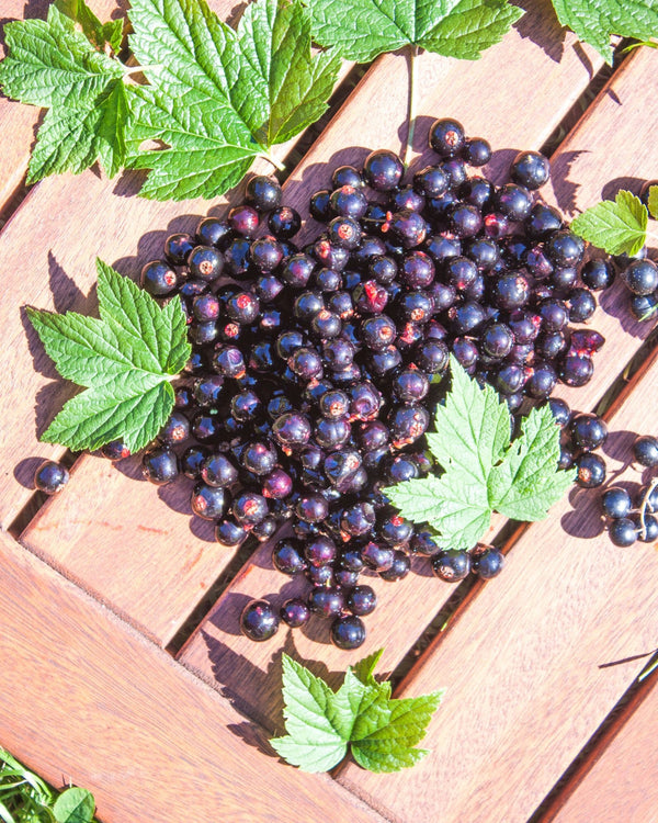 Tintura Madre di Ribes Nigrum senza Alcool: cos'è e quali sono i suoi benefici?