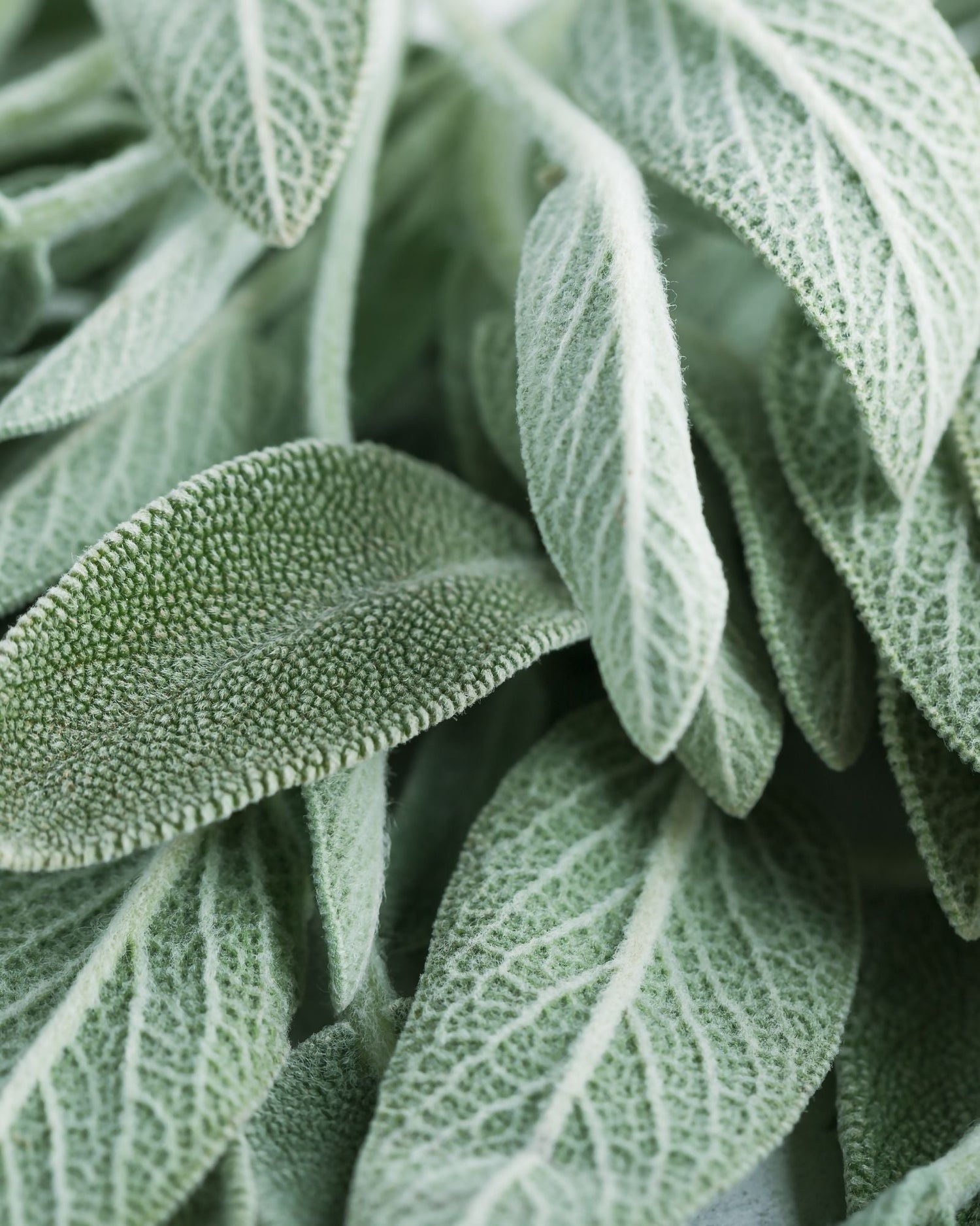 Tintura Madre di Salvia, cos'è e quali sono i suoi benefici?