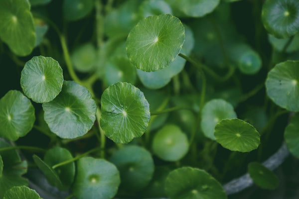 Test Hawthorn mother tincture: properties and benefits