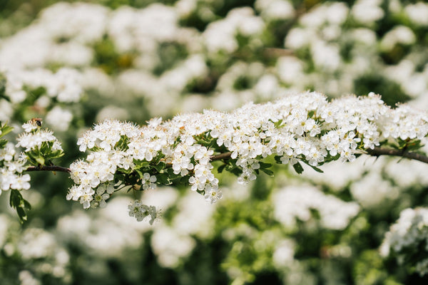 Test Valerian mother tincture: properties and benefits