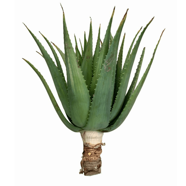 Pianta Adulta di Aloe Arborescens - Talea Aloe Arborescens