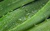 Linea Aloe