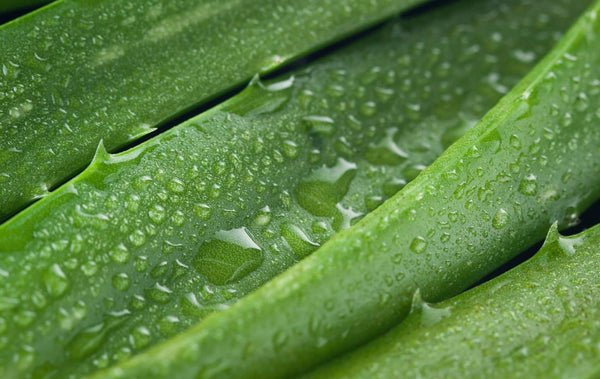 Linea Aloe