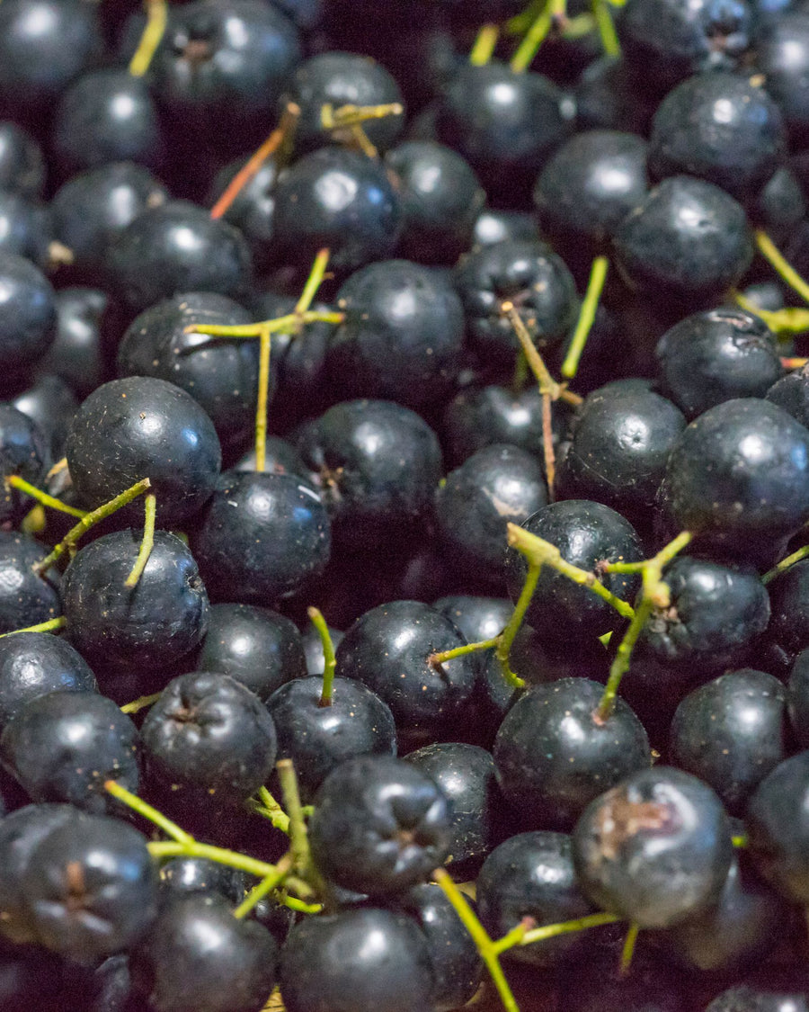 aronia bacche
