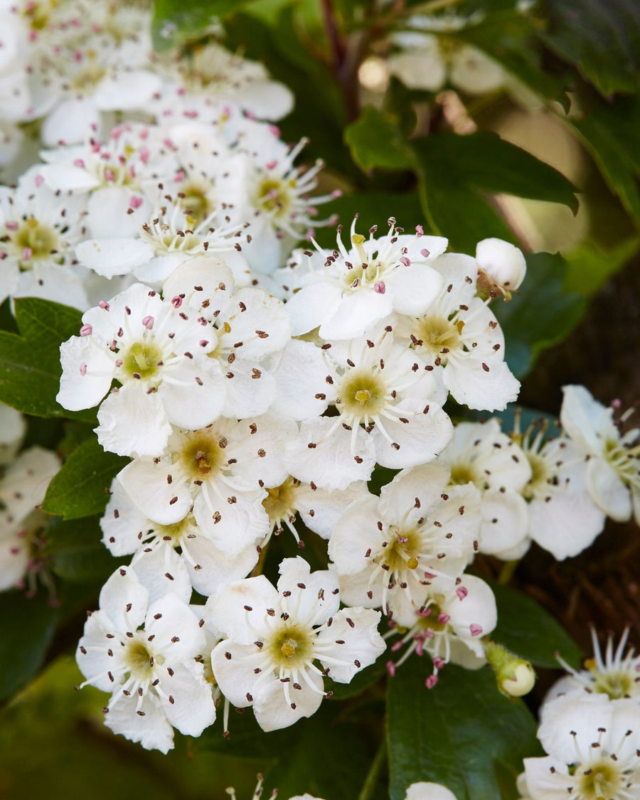 biancospino fiori