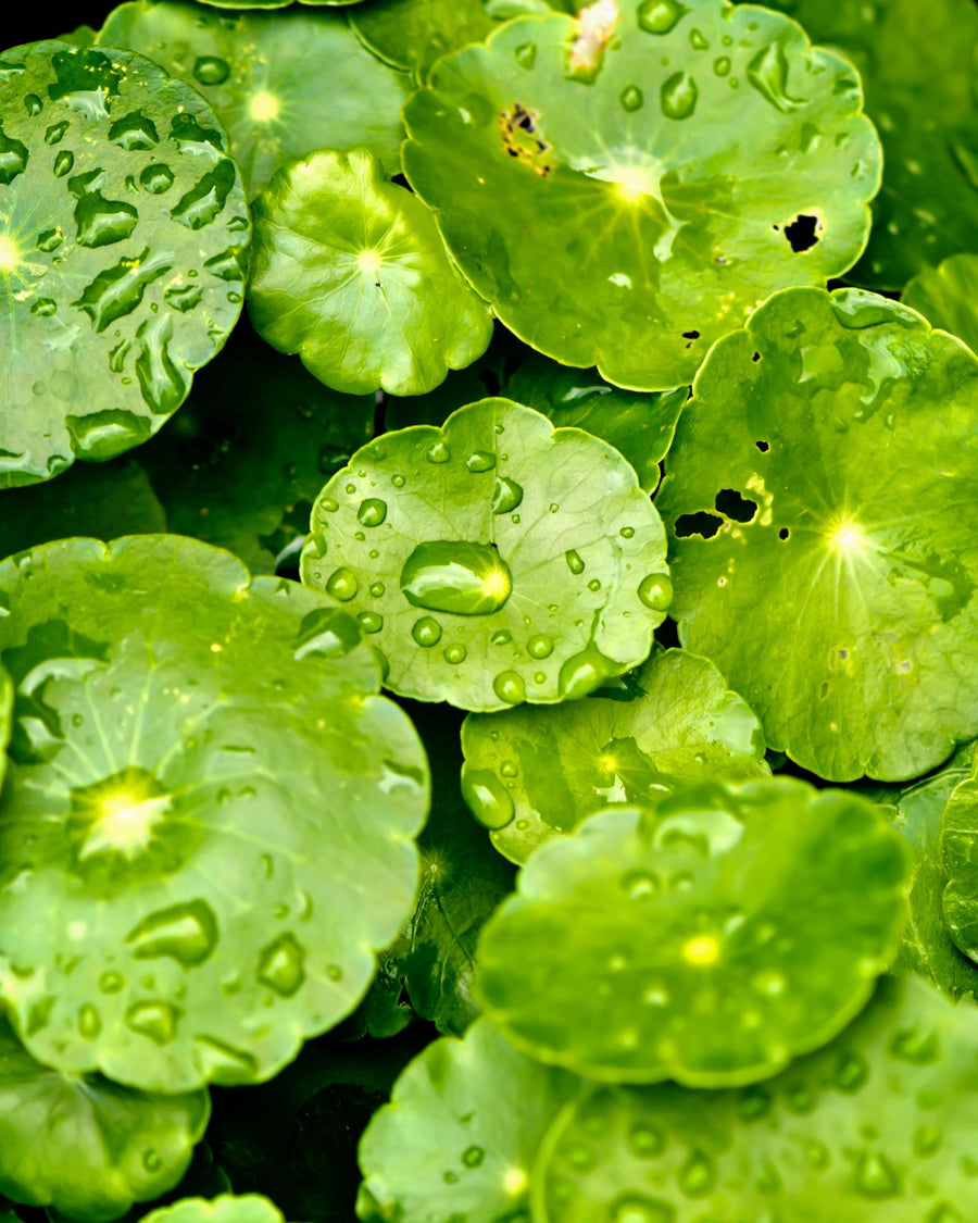 centella foglia