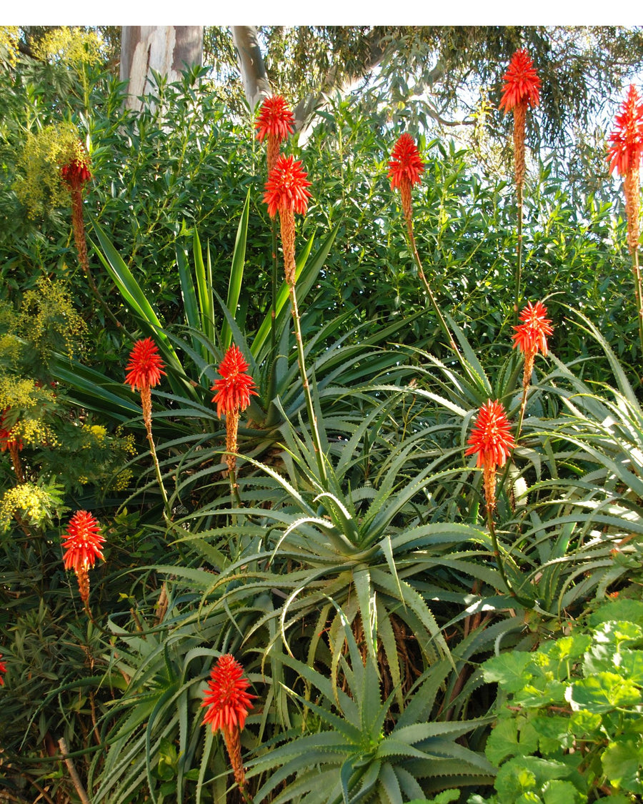 cespuglio aloe arborescens