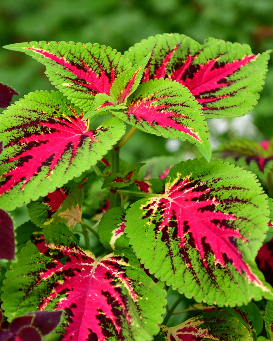 pianta coleus forskohlii