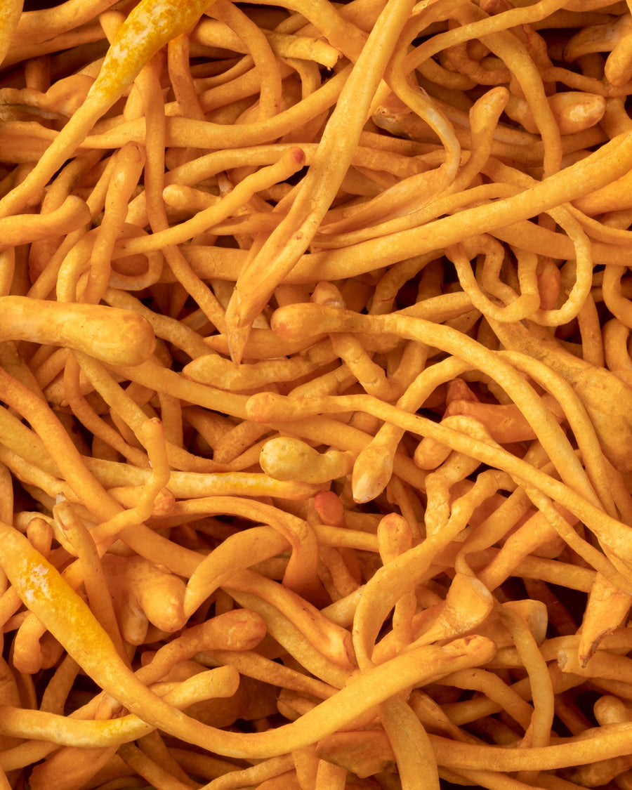 cordyceps