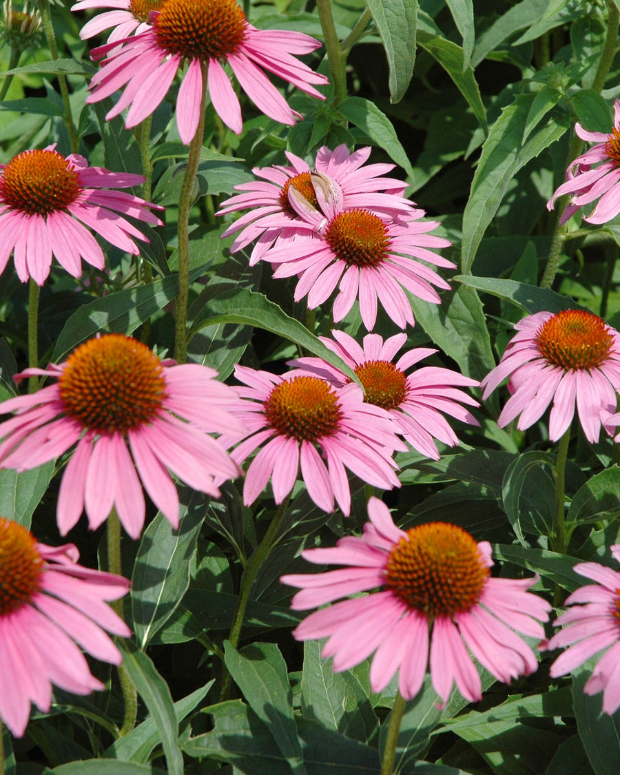 echinacea fiore