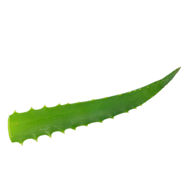 Foglie di Aloe Arborescens