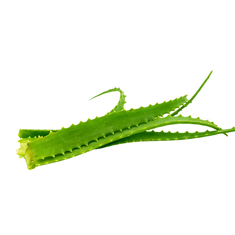Foglie di Aloe Arborescens
