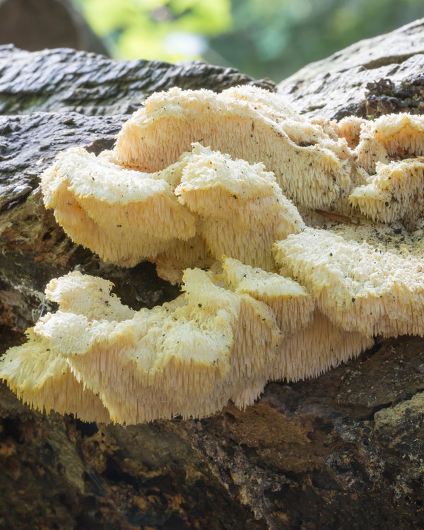 Linea Funghi Funzionali