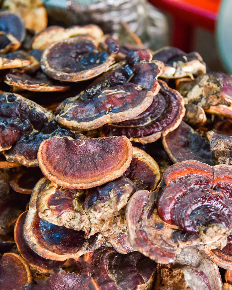 funghi_reishi secco