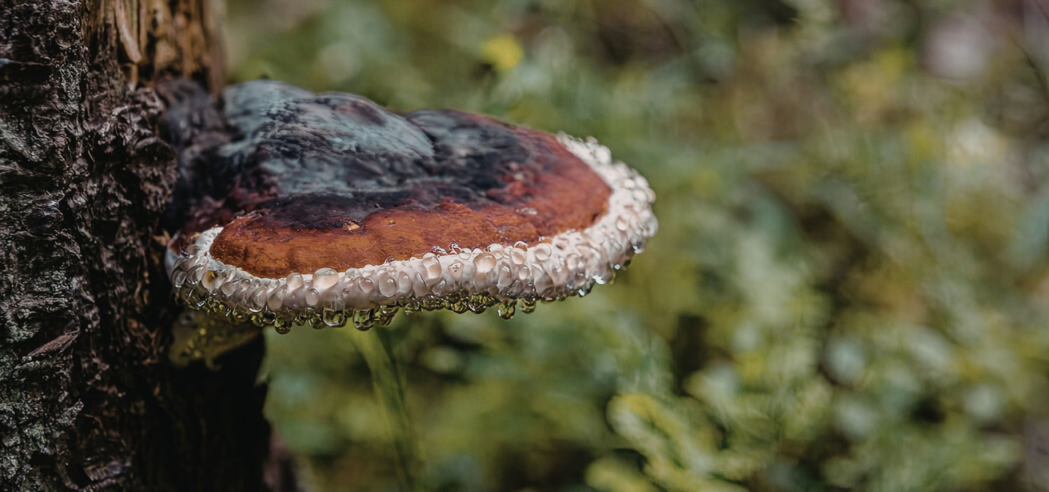 fungo reishi