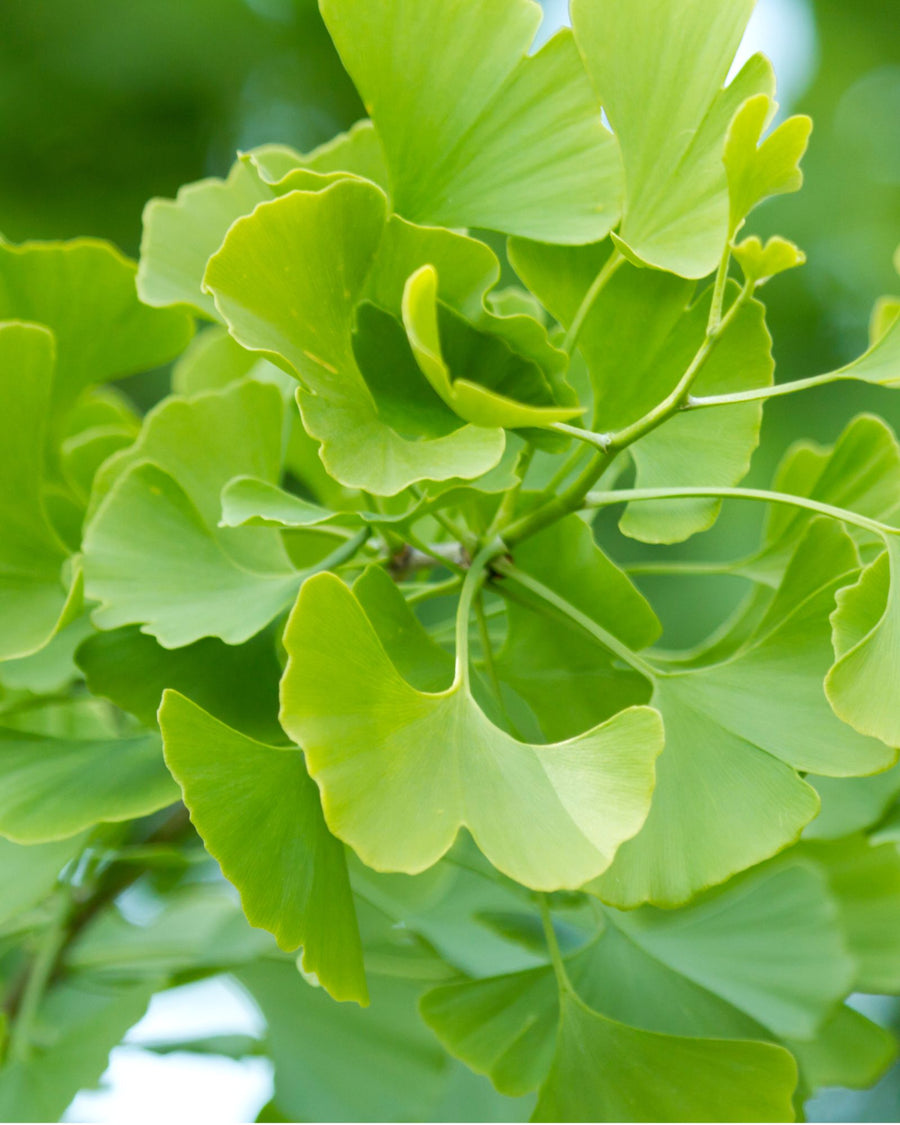 gingko biloba foglia