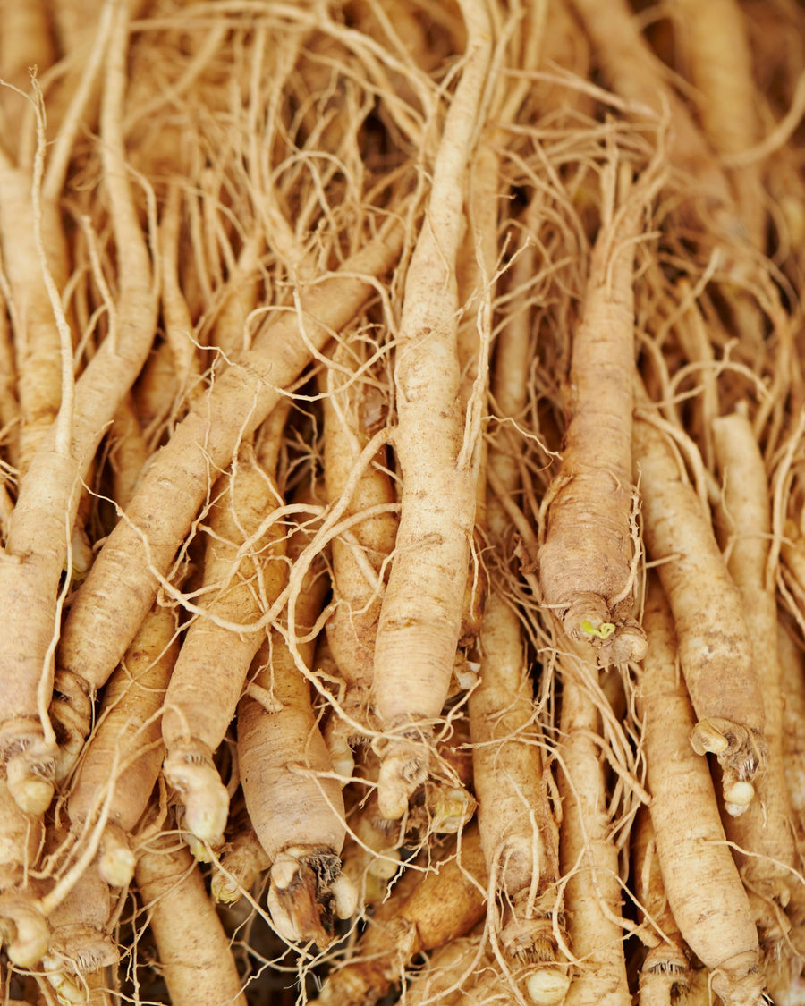 radice ginseng