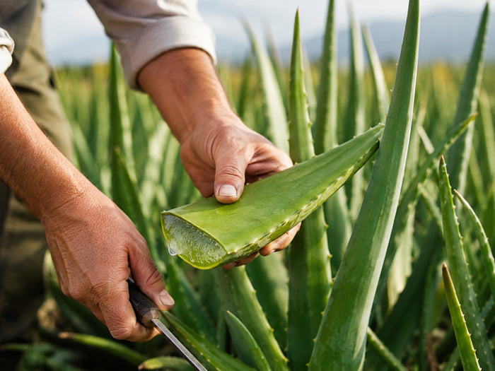 Raccolta manuale di una foglia di aloe direttamente dalla pianta nel campo