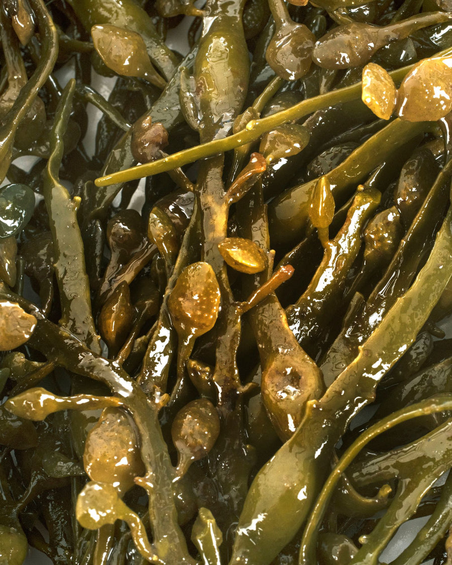 quercia marina