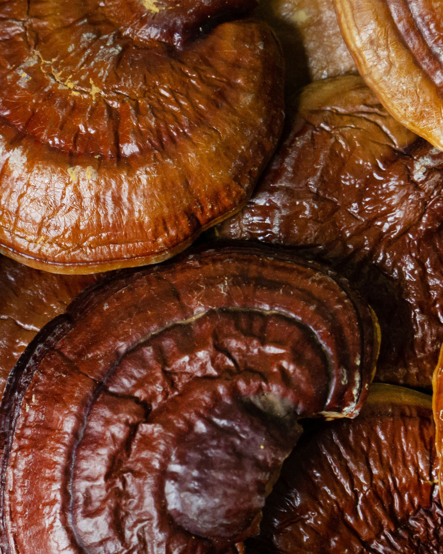 reishi ganoderma