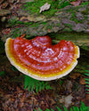 Linea Funghi Funzionali