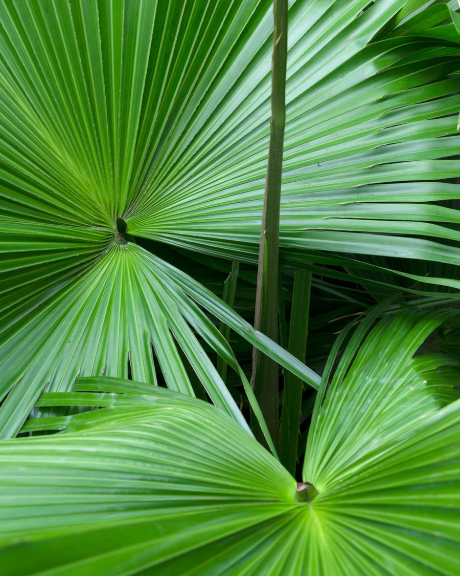 serenoa