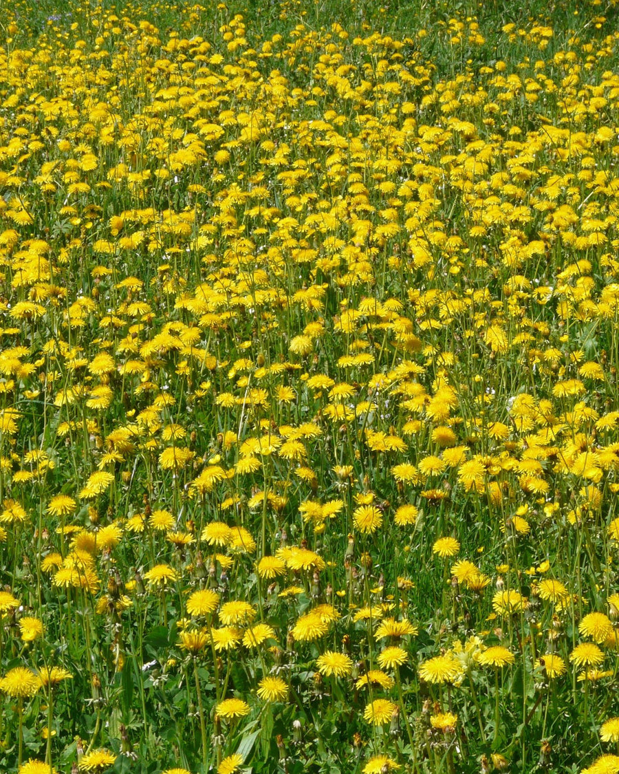 tarassaco fiore